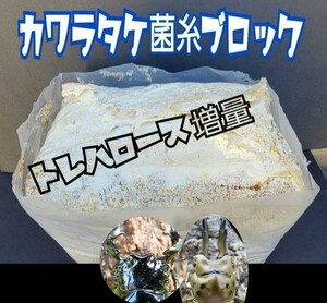 特選☆カワラ菌糸ブロック【4個セット】特殊アミノ酸強化配合！タランドゥス・レギウス・オウゴンオニクワガタが巨大化！トレハロース増量