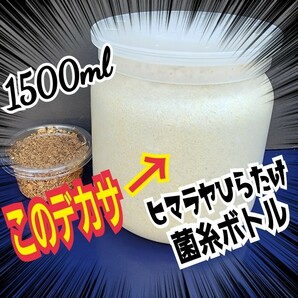 オオクワガタ、外産ヒラタ、ギラファに！特大1500mlヒマラヤひらたけ菌糸瓶【8本】トレハロース、キトサン、ローヤルゼリー強化配合