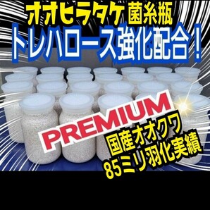 PREMIUM菌糸瓶【7本】オオヒラタケ菌種☆トレハロース、キトサン、ローヤルゼリー強化配合！幼虫がビックサイズに！初菌のみで作成