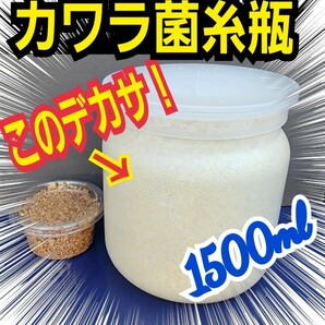 タランドゥス・レギウス・オウゴンオニクワガタが巨大化！極上☆カワラタケ菌糸瓶　特大1500ml【8本】トレハロース、キトサン強化！