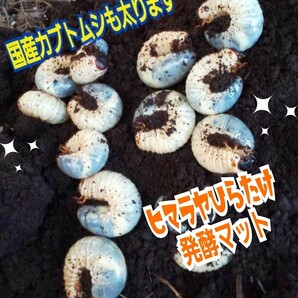 カブトムシ幼虫が丸々太る！改良版！ヒマラヤひらたけ発酵マット【5袋】栄養添加剤入り！国産87ミリ羽化実績！室内発酵で雑虫混入なし！