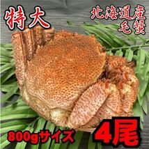 【訳あり】特大　毛がに　4尾（約800ｇサイズ）　北海道産　堅蟹　毛蟹　けがに　ケガニ　蟹　かに　ボイル　母の日　父の日　お歳暮_画像1