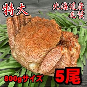 【訳あり】特大　毛がに　5尾（約800ｇサイズ）　北海道産　堅蟹　毛蟹　けがに　ケガニ　蟹　かに　ボイル　母の日　父の日　お歳暮