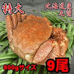 【訳あり】特大　毛がに　9尾（約800ｇサイズ）　北海道産　堅蟹　毛蟹　けがに　ケガニ　蟹　かに　ボイル　母の日　父の日　お歳暮