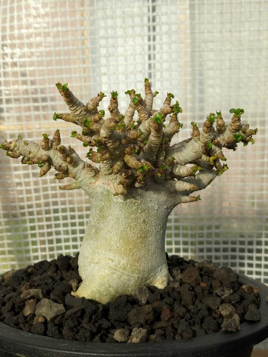 o60 アデニウム ドーセットホーン 獅子葉 葉巻 塊根植物 アラビカム 