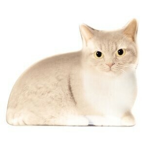 リアルキャット豆皿♪　Oh my cats!　マンチカン　かわいい猫の小皿