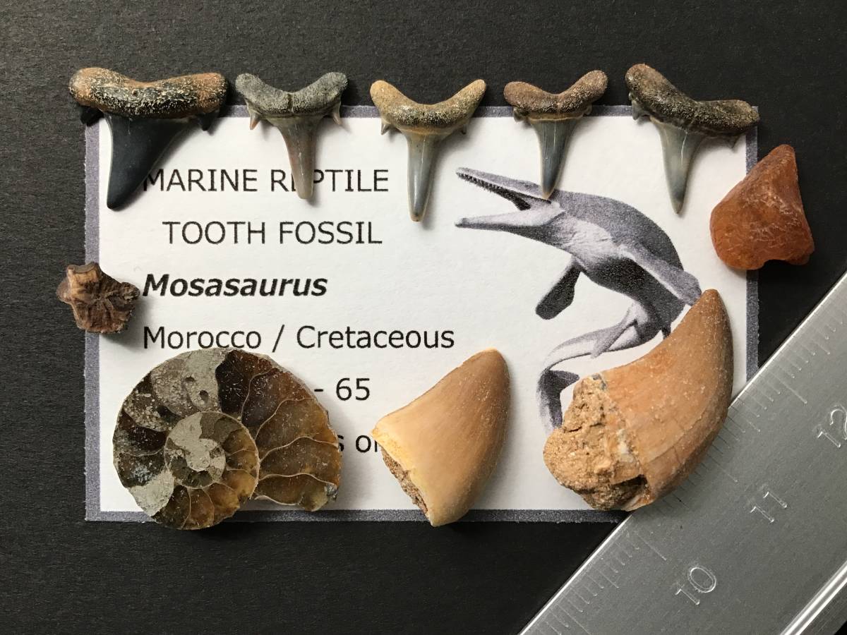 モササウルス 歯 化石の値段と価格推移は？｜40件の売買情報を集計した 