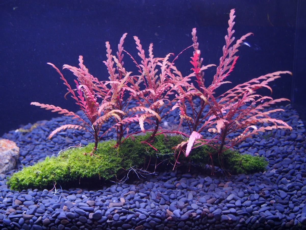 TTD 188 海の波。 水中に生息する植物。 流木。 水槽。 魚用品