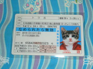 全日本暴猫連合 なめんなよ / なめ猫 マタタビ公安 免許証カード ( トラ吉 )