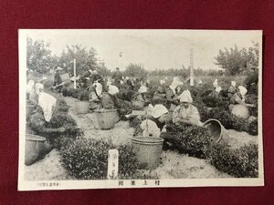 ｍ◎◎　戦前絵葉書　村上茶摘　風景　作業　新潟県　/I31①