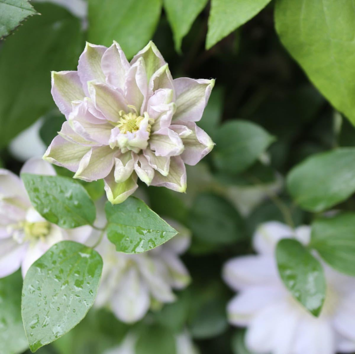 クレマチス ナハトムジーク 花の苗 Yv3jxnrdg6 Www Angoeauchamber Com クレマチス ナハトムジーク 花の苗 Yv3jxnrdg6 Www Angoeauchamber Com