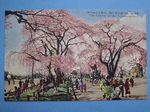 古い絵葉書 仙台 榴ヶ岡公園 桜 満開の桜 (G89)