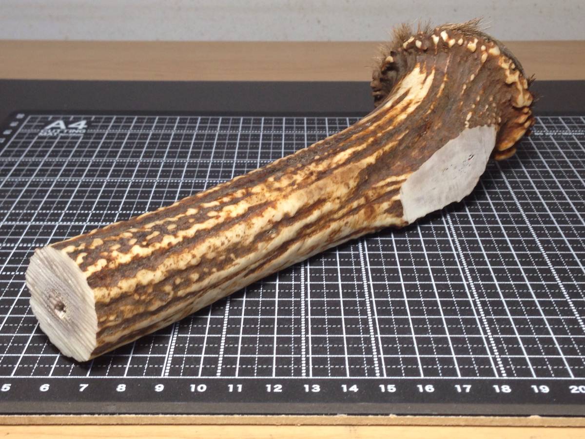 ヤフオク! -「エゾシカ角」の落札相場・落札価格