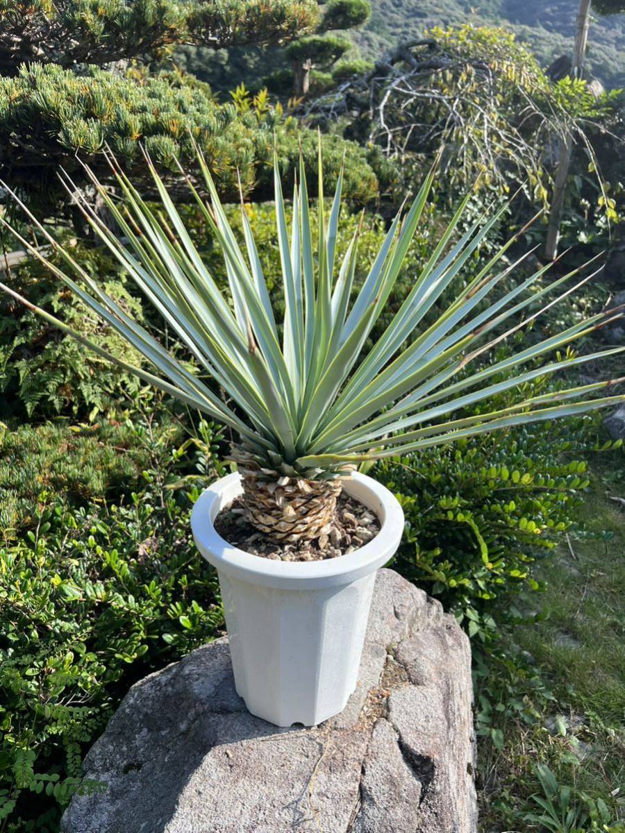 シルバーグレー サイズ ユッカ リギダ 実生 5株 - 植物/観葉植物