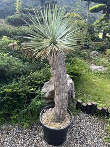  very thick silver yucca ton p Sony a-nayucca thompsoniana departure root enduring cold -15 Driger ten ground .. symbol tree gardening garden Lost 