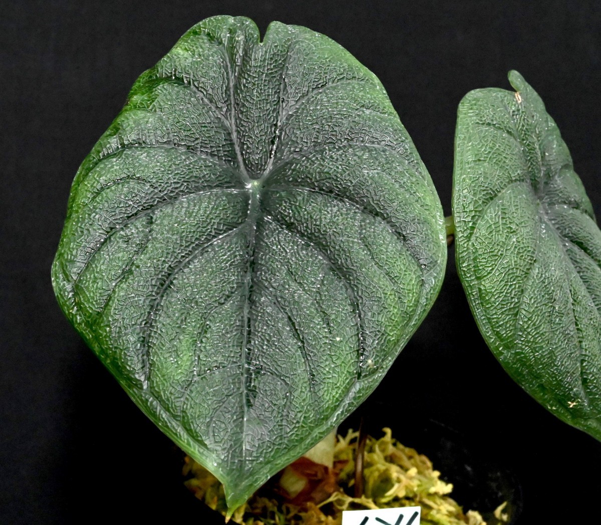 ヤフオク! -「アロカシア メロ」(観葉植物) の落札相場・落札価格
