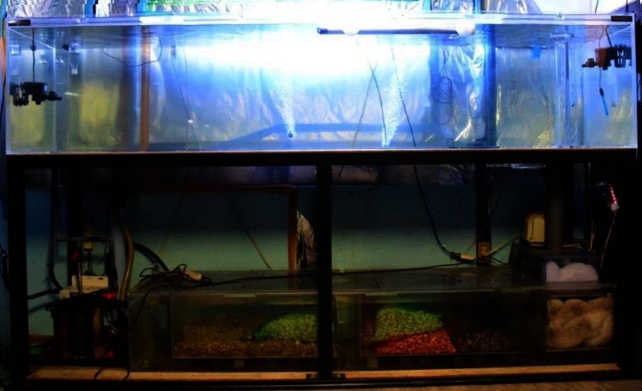 今すぐ購入激安 【最終値段】アクリル水槽1800×900×600Hオーバーフローセット 魚用品/水草