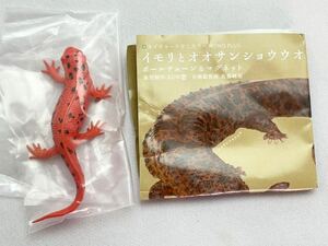 ネイチャーテクニカラー イモリとオオサンショウウオ アカハライモリ（赤変個体） マグネット カプセルトイ 新品未使用品