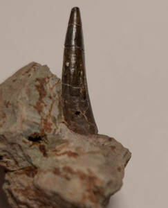 [ dinosaur ]. rock attaching s Pinot saurus.. tooth. fossil No.3