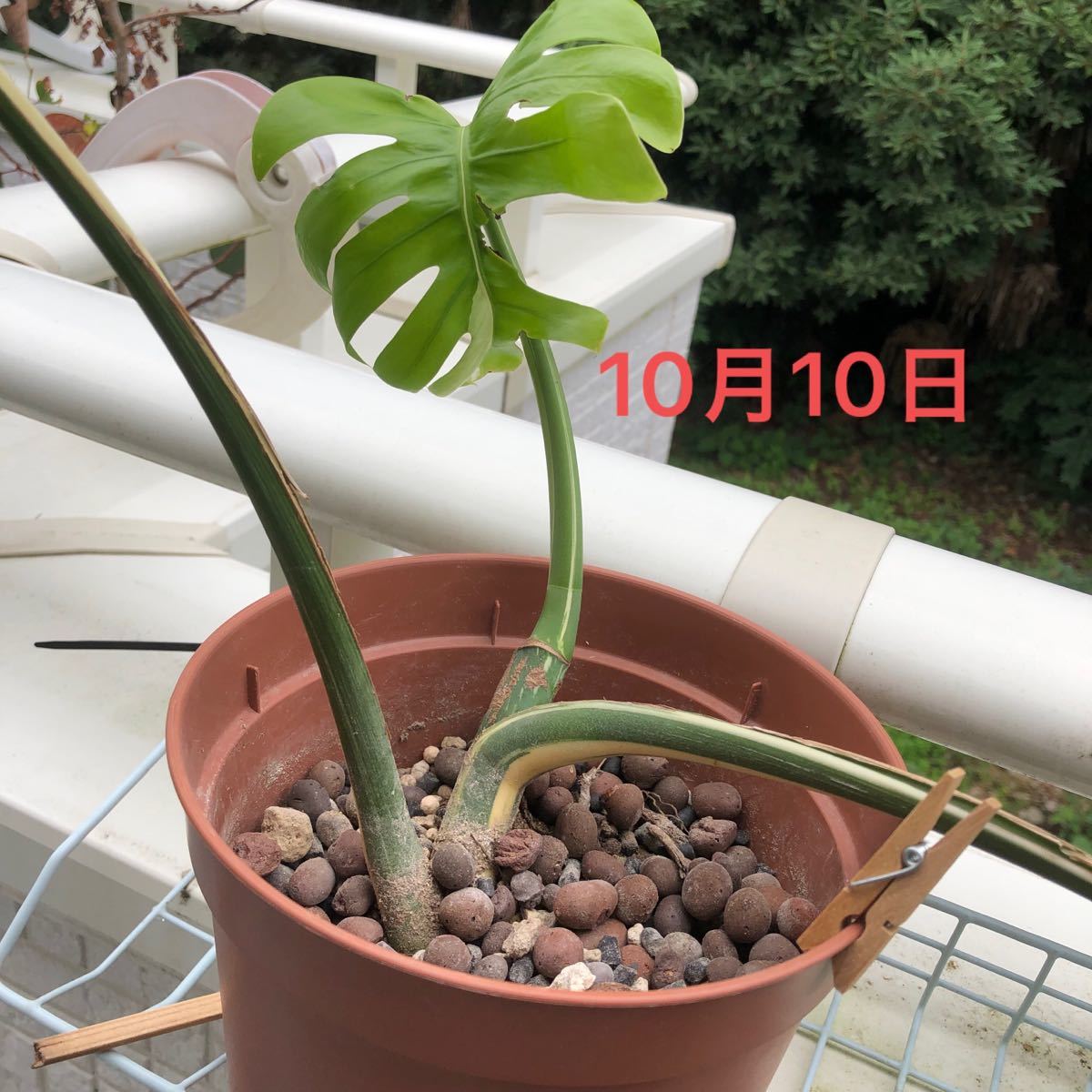斑入り モンステラ ホワイトタイガー ボルシギアナ オーレア 黄斑 ...