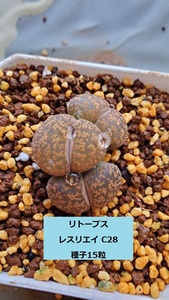 Lithops Resriei C28 Семена 15 таблеток