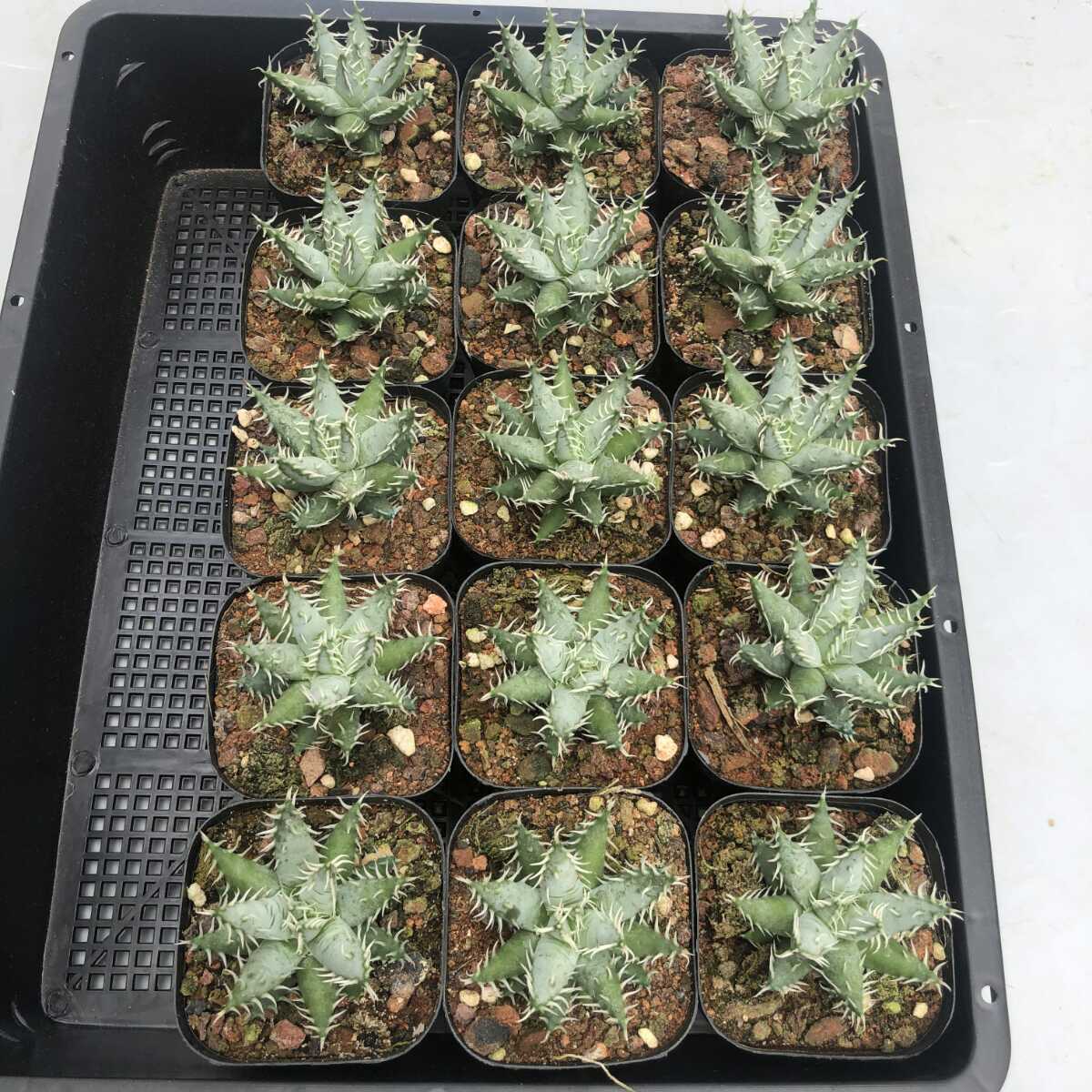 54エリナケア(Aloe Erinacea)希少アロエ 54株 植物 ...