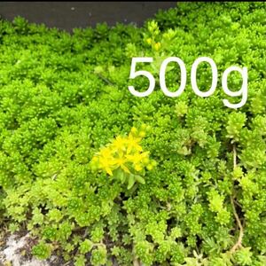 大量！セダム 多肉植物 モリムラ万年草 抜き苗約500g