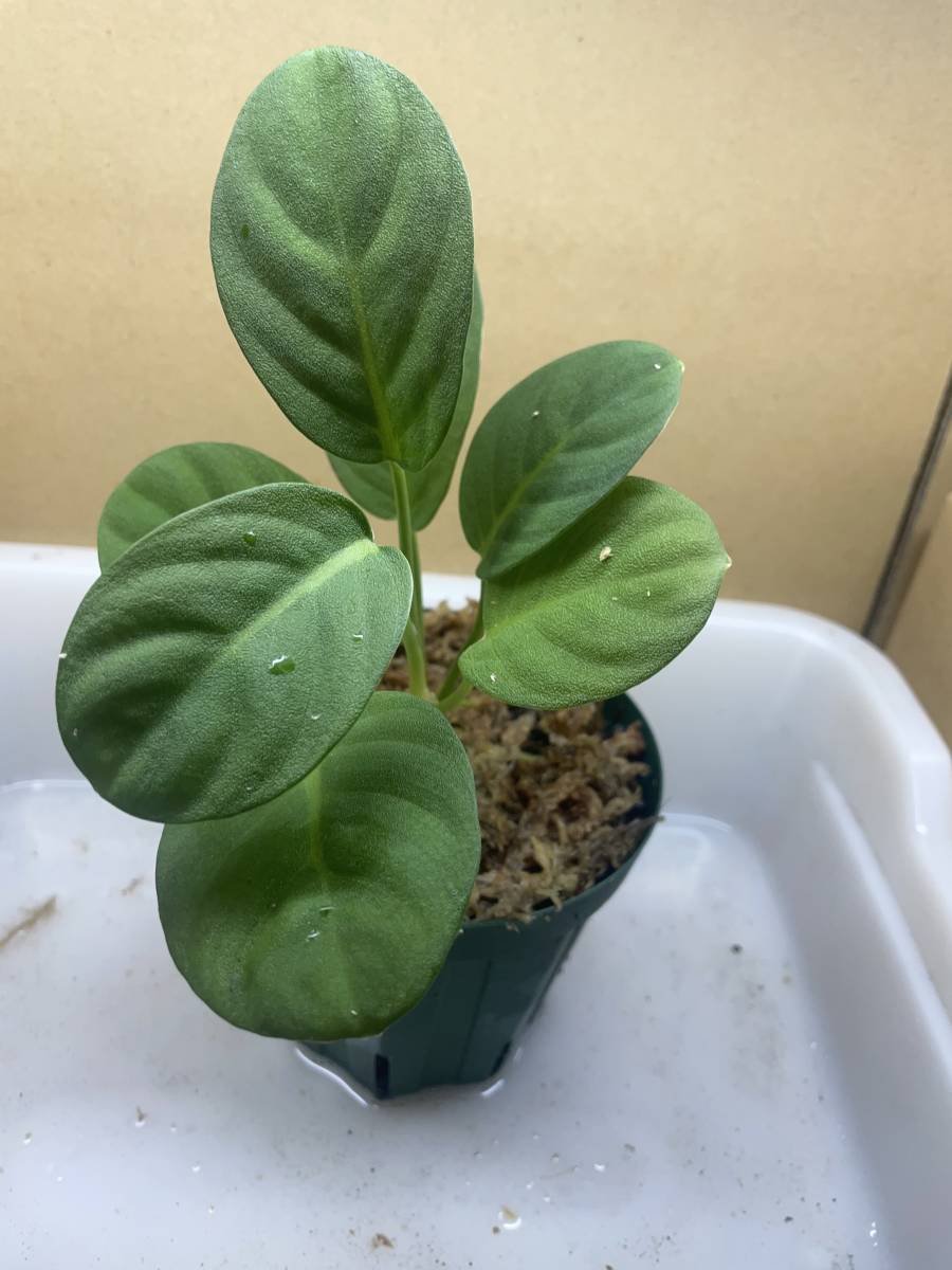 ヤフオク! -「鮫肌」(その他) (観葉植物)の落札相場・落札価格