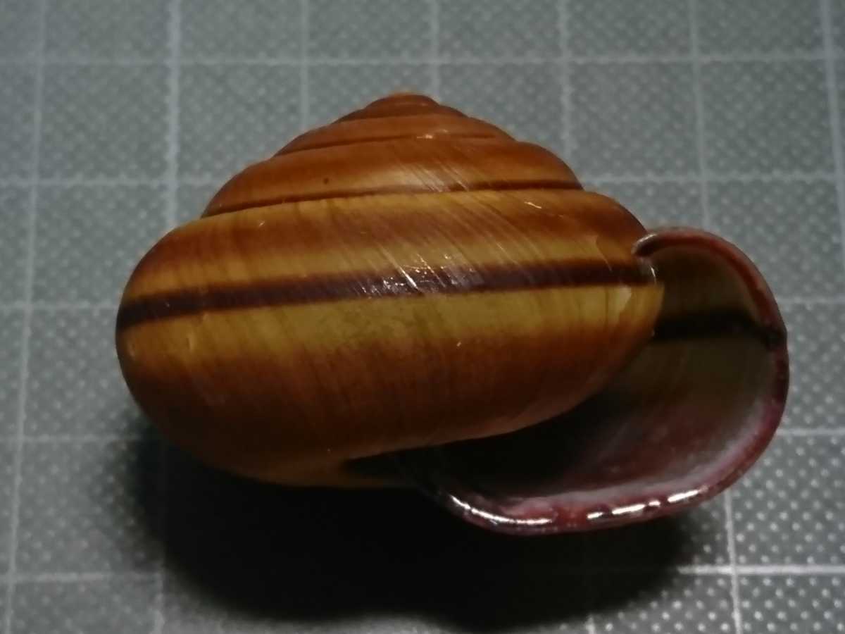 貝標本「ツシママイマイ」 | www.hempthy.com