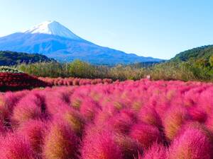 世界遺産 富士山とコキア1 写真 A4又は2L版 額付き