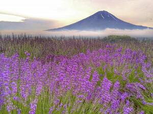 世界遺産 富士山　ラベンダー　ネモフィラ　写真 2点セット　A4サイズ 額付き