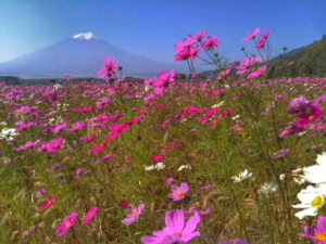  World Heritage Mt Fuji 5 photograph A4 moreover, 2L version amount attaching 