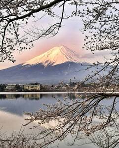 Сайт всемирного наследия Mt. Fuji Sakura с 2 -целой набор A4 или 2L версии