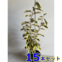 植木 ギルドエッジ (ナワシログミ) 13.5ｐ 15本 樹高0.3ｍ前後 13.5ｐ_画像1