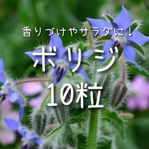 【ボリジのタネ】10粒 種子 種 ハーブ