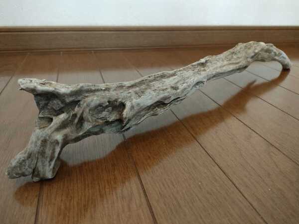 ☆天然流木 1点物 大和川 60×6.5×8cm 魚 めだか 爬虫類 ヘビ とかげ 隠れ家 水槽 アート インテリア アクアリウム ジオラマ