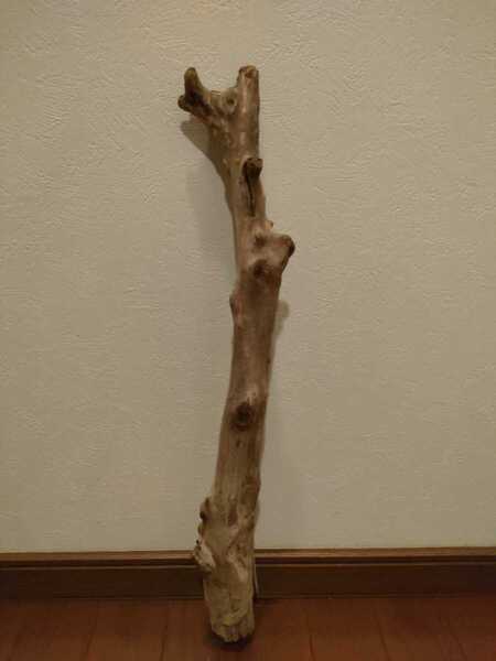 天然流木 大和川 1点物 54×6×9.5cm 魚 めだか メダカ 爬虫類 トカゲ ヘビ 隠れ家 アート インテリア オブジェ 水槽