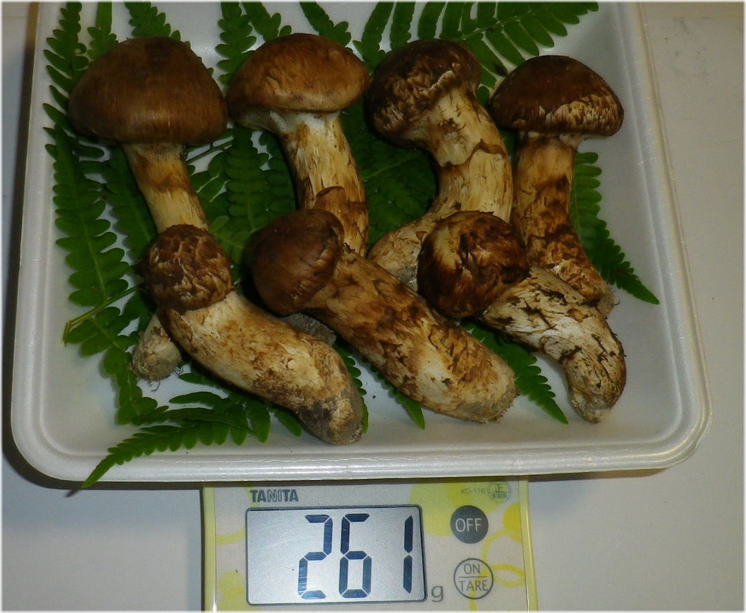 まさかの終わり方】信州産 松茸 国産 長野県 www.eckomusic.com