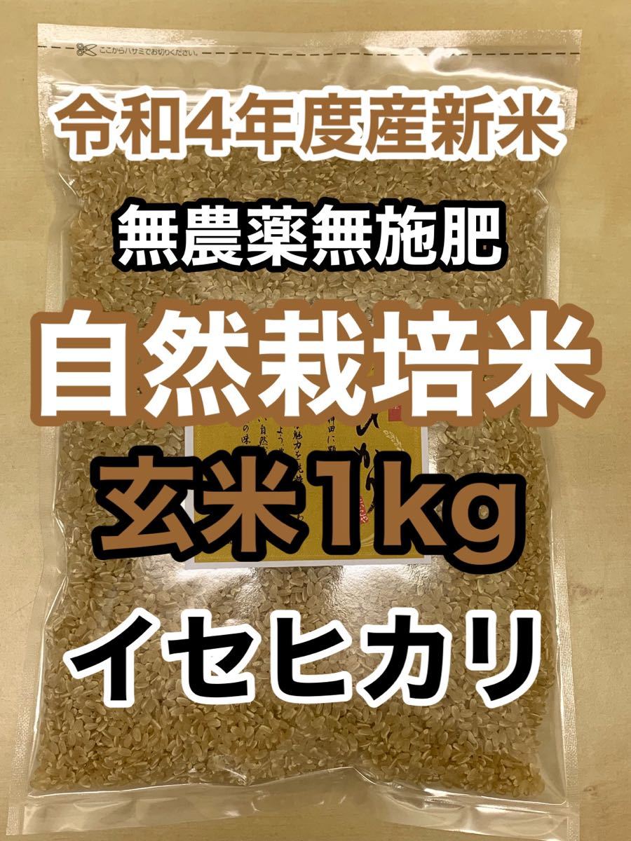 驚き価格 自然栽培 朝日米 10kg小袋×4 R4年 玄米 在来種 農薬不使用