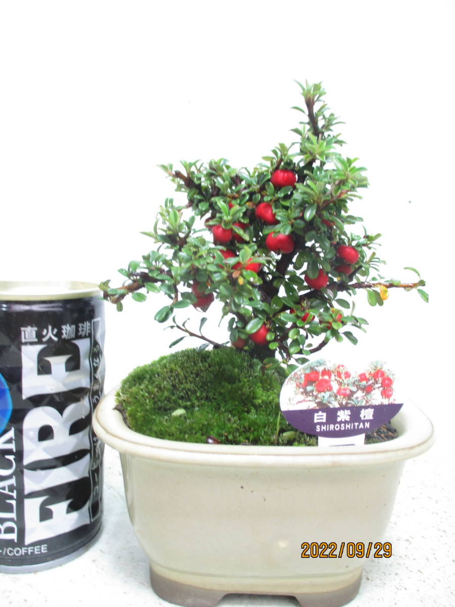 しょう ヤフオク ミニ盆栽 花 記念樹 鉢植え シ 盆栽 白紫檀 懸崖 みますが
