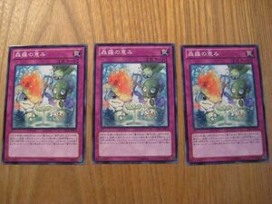 遊戯王◆シ 森羅の恵み ３枚(ノーマル)②