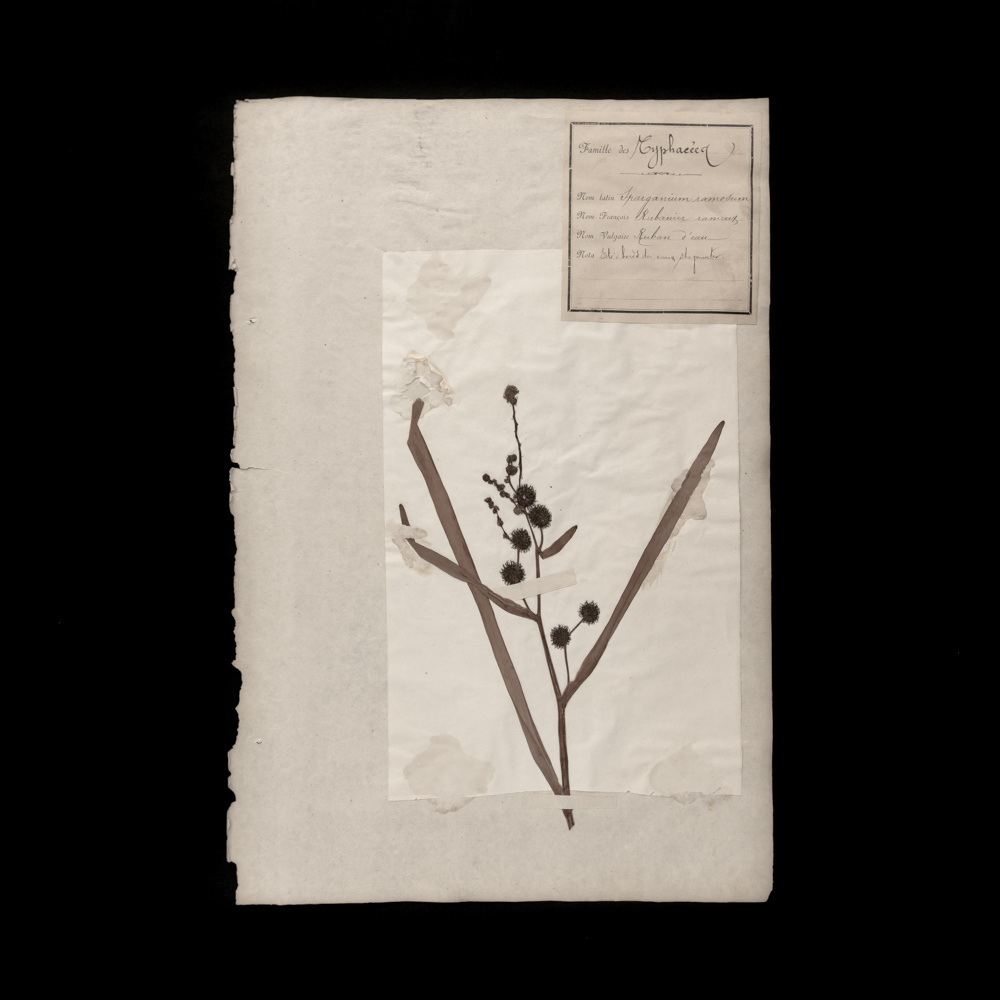 식물표본 11, 유럽, 19 세기. (프랑스, 압화, 식물, 꽃들, 식물 예술, 미술, 미술, 고물, 오래된 도구, 그림, 도면), 삽화, 그림, 다른 사람
