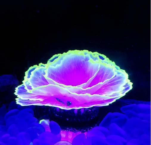 水槽オブジェ サンゴ 水草 植物 熱帯魚 金魚 エビ 海水魚 淡水魚 蛍光 夜光 置物 隠れ家 アクアリウム レイアウト 幻想的 17x9cm 