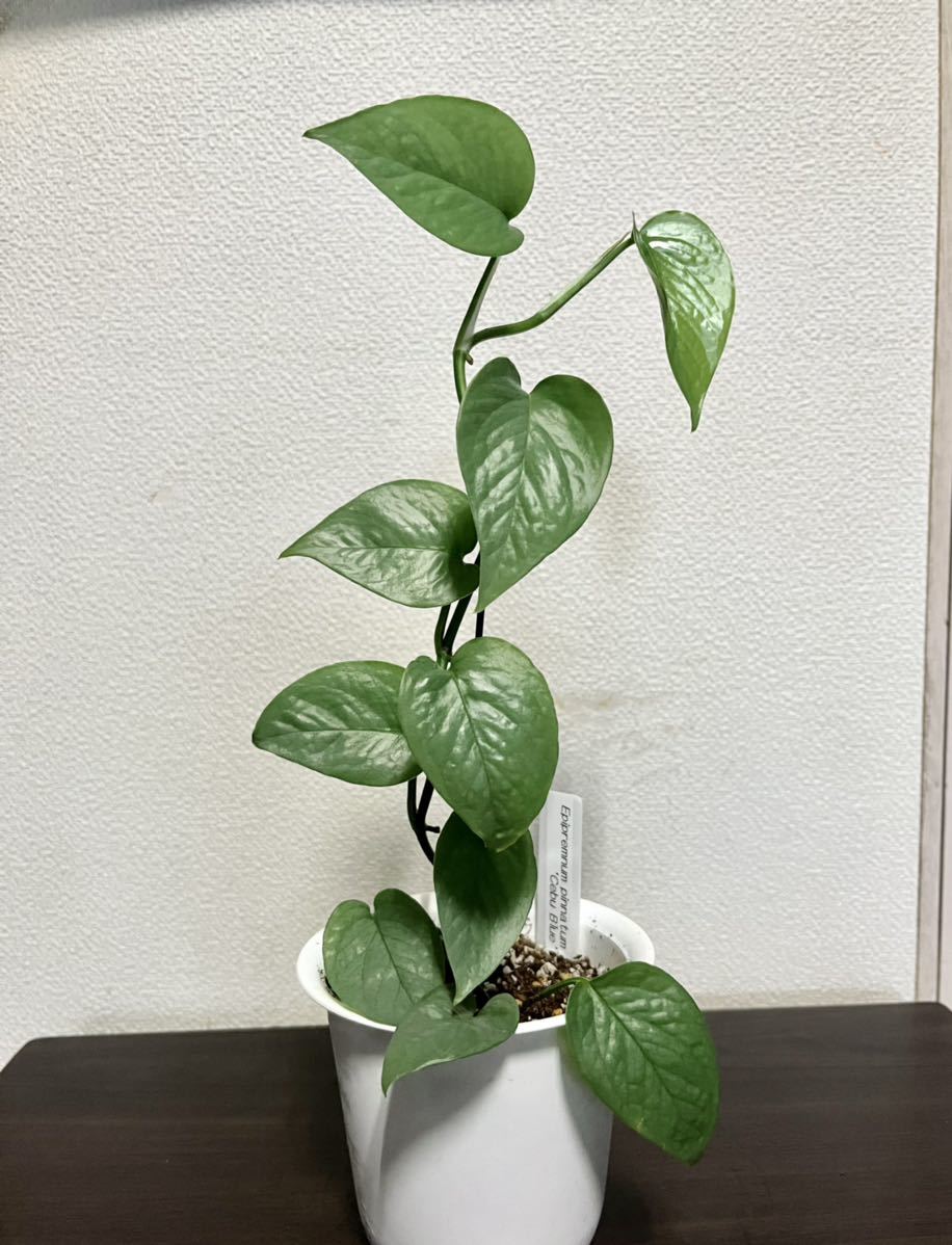 ヤフオク! -「ポトス」(観葉植物) の落札相場・落札価格 i img916x1198 1664950390id5jjt294654