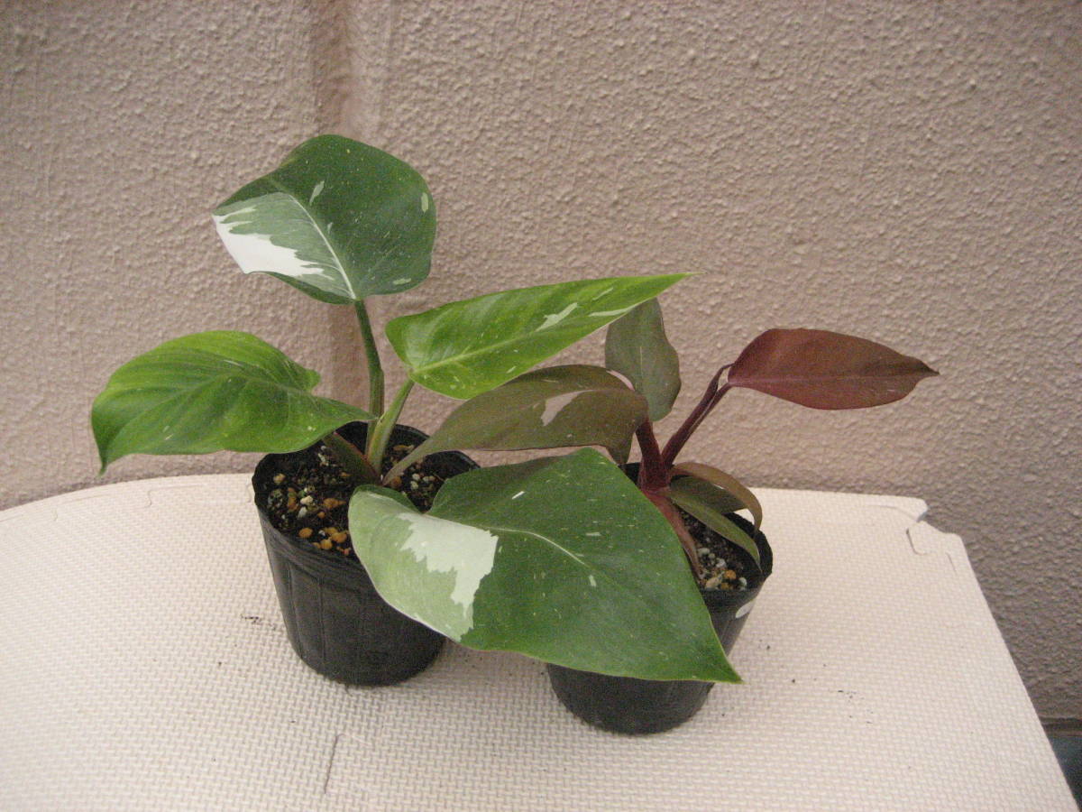 ヤフオク! -「フィロデンドロンピンクプリンセス」(観葉植物) の落札
