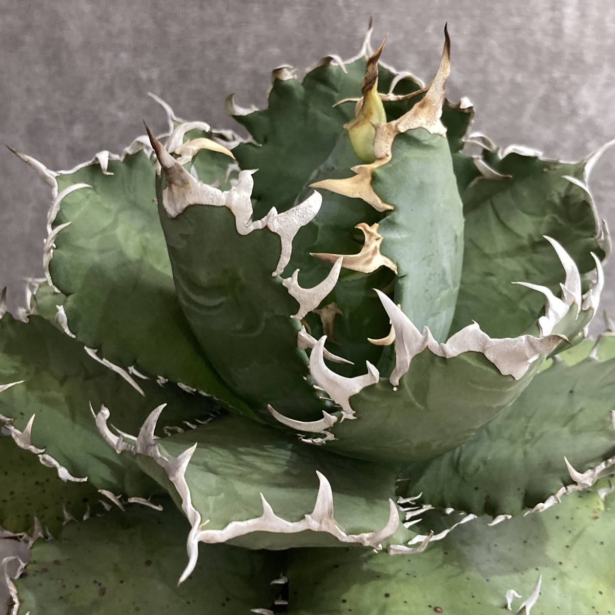 好評 強棘 多肉植物 霸王竜子株 agave 23苗 特別価格 アガベ チタノタ ...