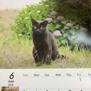 地域猫★カレンダー★2018★猫ちゃん大好き★