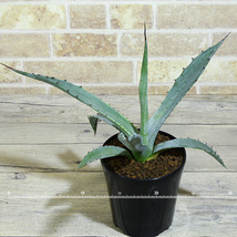 【アガベ】 クリサンサ・MG1888.36 4号 2 PP 【パルメリー】Agave palmeri ssp. chrysanth 【レア 多肉植物】_画像3