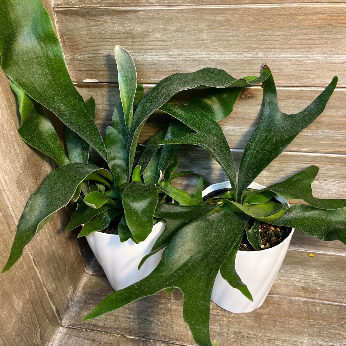 驚きの安さ ビカクシダ Pakorn 植物/観葉植物 - education.semel.ucla.edu
