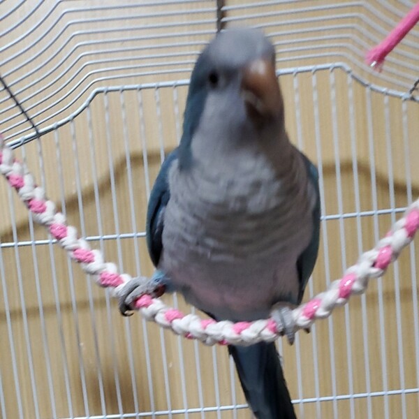 止まり木 インコ綿ロープ 止まり ブランコ 40cm ⑩